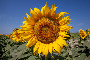 agriculture field with lots of sunflowers during flowering