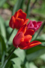 tulips in the garden