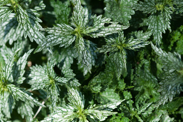 plant with variegated or mottled white and green leaves