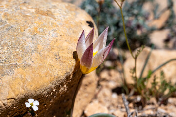 Soft lilac wild tulips with white blossom edge. Green sharp leaves with red tip. Green garden in blurred background, Sunny spring day.