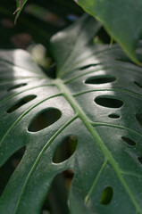 Fototapeta na wymiar close up of a monstera leaf with highlights