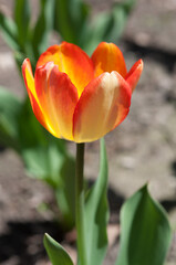 isolated tulip in the sun