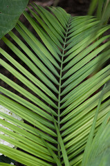 green palm leaf