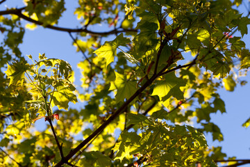 young green maple foliage in spring