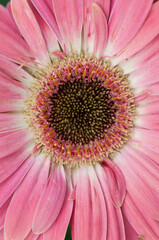 pink gerber daisy close up