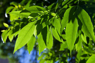 beautiful young foliage of green trees