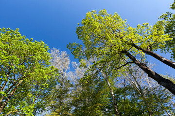 young green foliage on different types of trees