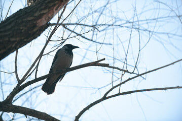 crow on a branch