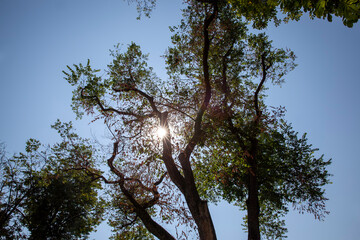 trees in the spring season on a sunny day