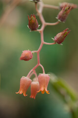 aloe blossoms close up on a bokeh background