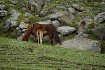 Russia. South of Western Siberia, Mountain Altai. A mare with her foal on the free pastures of the...