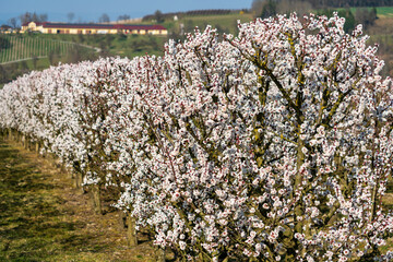Kirschblüten in Scharten Oberösterreich