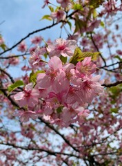 pink cherry blossom