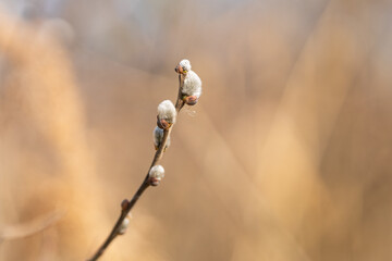 Weide Knospe am Greifensee im Kanton Zürich, Schweiz