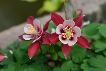 Obraz na płótnie Canvas fancy Aquilegia (granny's bonnet, columbine) blossoms in red and pink white
