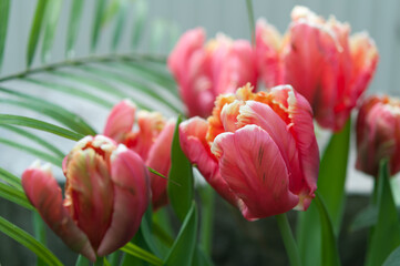 Naklejka premium palm leaf and tulips on display at the local conservatory