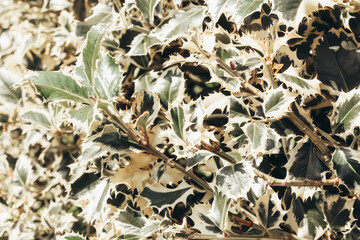 Rough leaves in green and yellow colors natural background . 