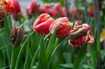 Naklejka premium parrot tulip not fully open