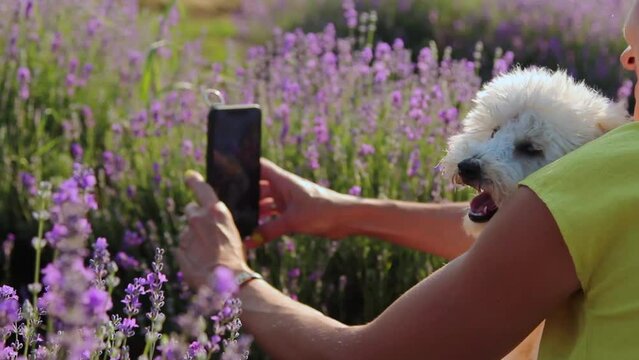 Woman taking selfie on smartphone with her Miniature Poodle dog in lavender field. Provence, France