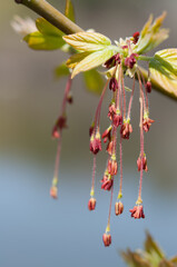 Acer negundo blossoms
