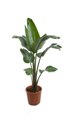 Banana tree in brown pot isolated on white background