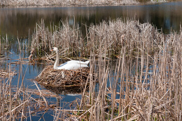 mute swan on nest in the reeds