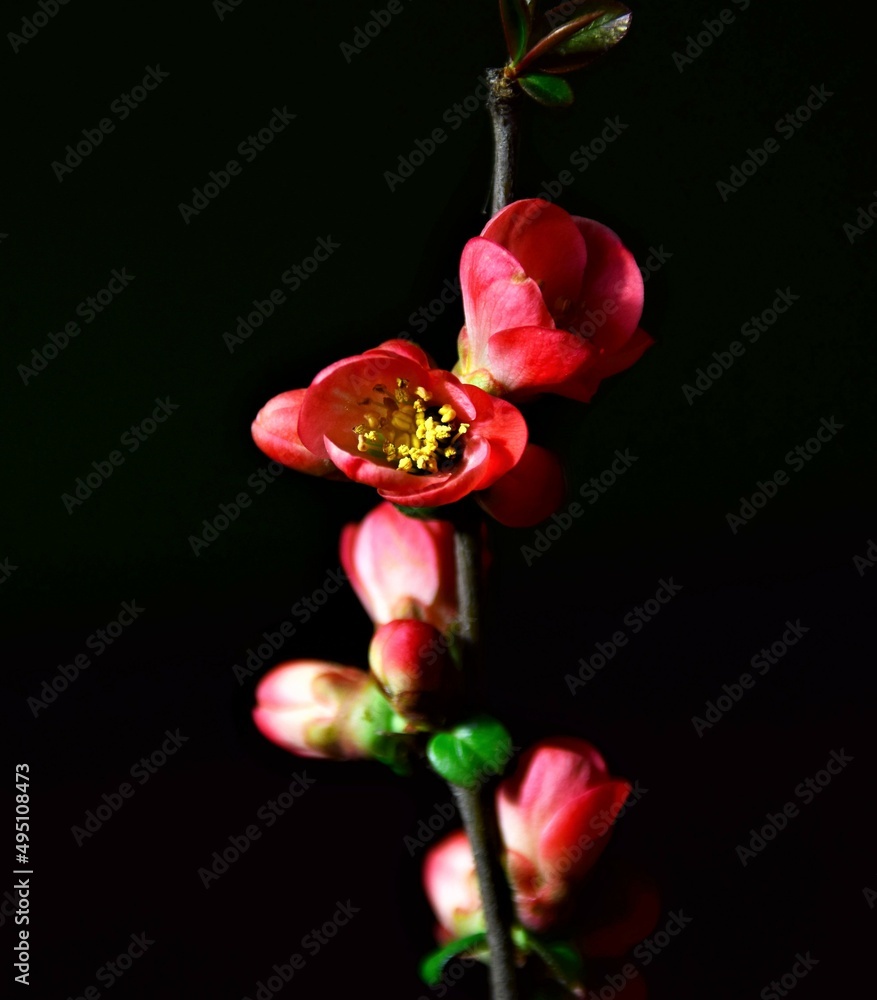 Poster red rose on black background