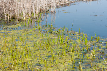 Fototapeta na wymiar reeds in pond water