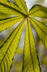 close up of a green horse chestnut leaf