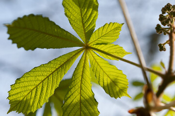 horse chestnut leaf in spring (with flower bud)