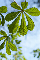 green leaves on a blue sky