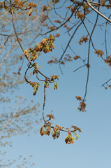 tree branches with young leaves on a blue sky background
