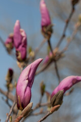 buds of a pink magnolia plant