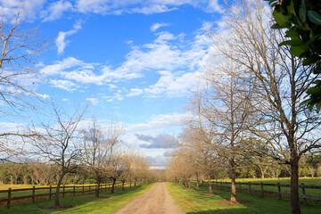 Obraz premium Autumn, southern highlands NSW