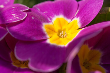 close up of a purple and yellow flower