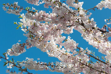 decorative background with cherry tree in bloom