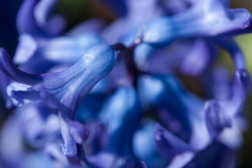 blue purple Hyacinth blossoms