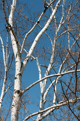 birch tree in spring