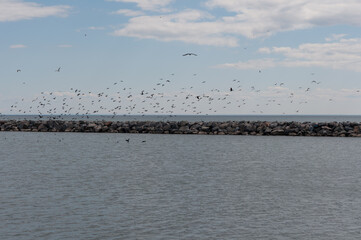 birds flying over the lake