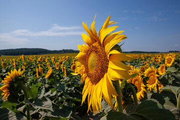 agriculture field with lots of sunflowers during flowering