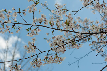 branches with flowers against sky