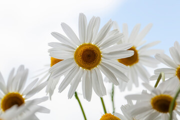 Fototapeta premium shrubs of white daisies in the summer