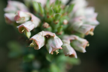 succulent spike with small flowers