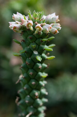 succulent spike with small flowers