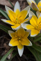yellow and white star tulips