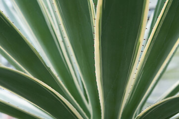 Obraz na płótnie Canvas agave plant close up
