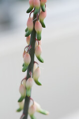 pink and green aloe blossoms