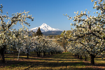 Beautiful view at the Mount Hood and pear trees orchards in blooming season	