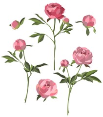 Pink peonies isolated on white background. Vector set with flowers, buds and leaves