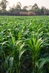 Corn field farming. Agriculture and food concept.